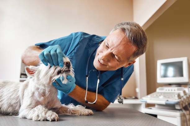 Best Emergency Denture Repair in Davenport, WA